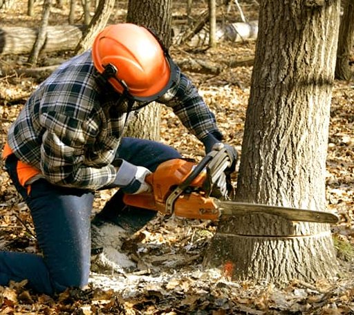 Tree Removal in Oak Ridge, MO